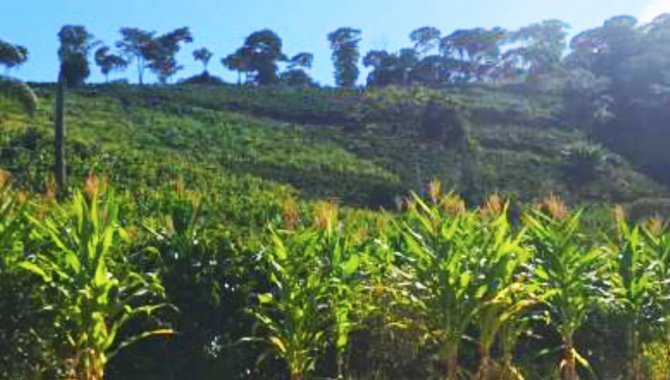 Foto - Área de Terras 6 ha - Córrego das Alma - Santa Margarida - MG - [1]